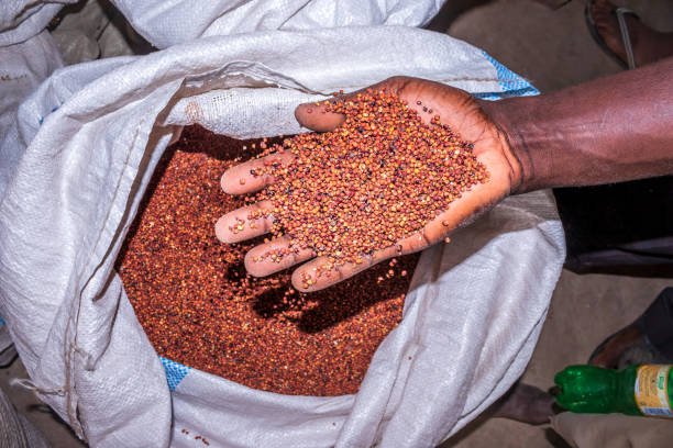 Distribution de semences améliorées aux producteurs